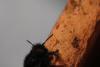 Osmia bicolor